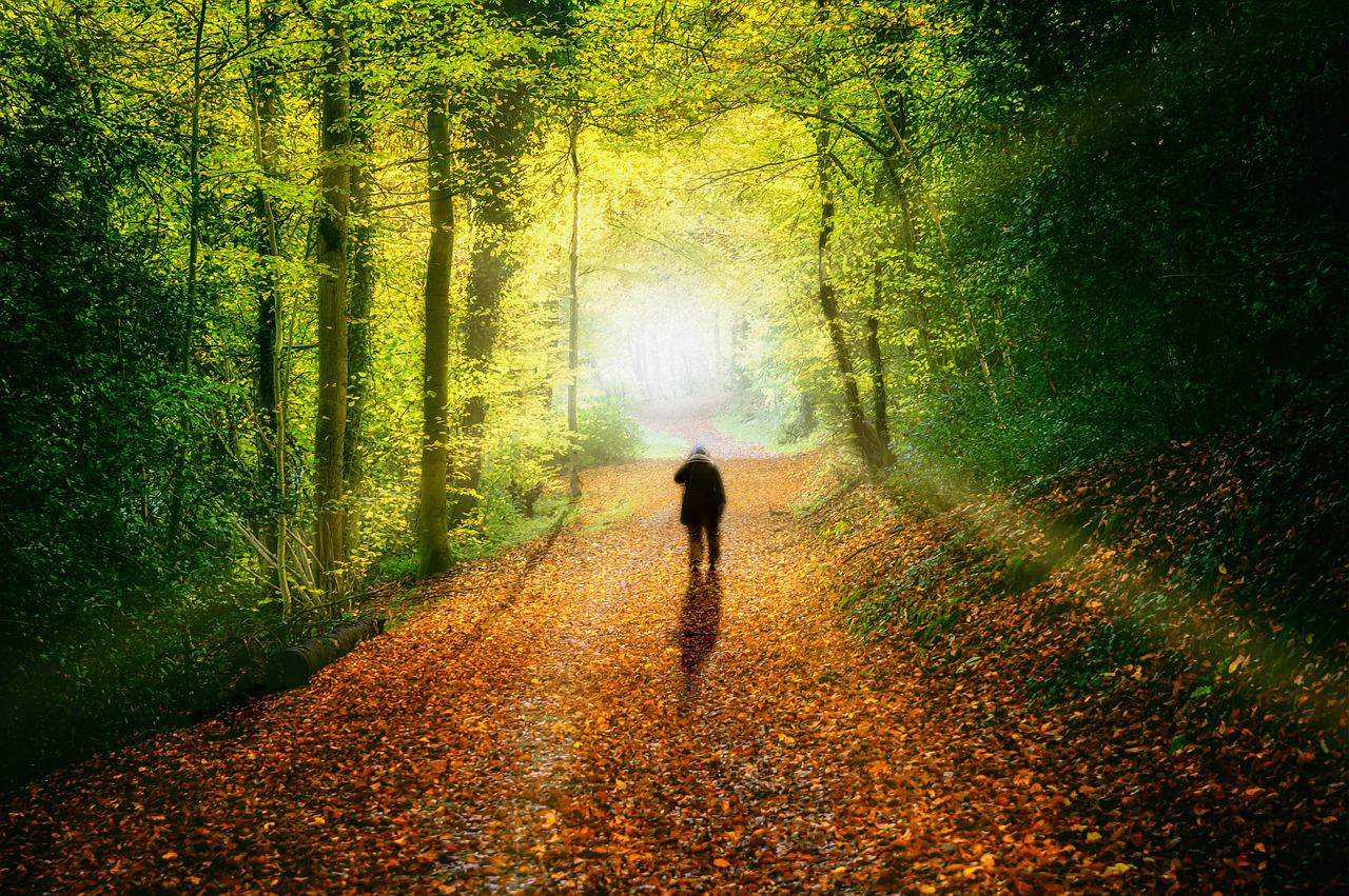 person walking a wide path in the woods. The trees have green leaves but there are fallen orange and brown leaves on the path.  There is light ahead on the path but you can still the the woods. The is a long shadow from the person.