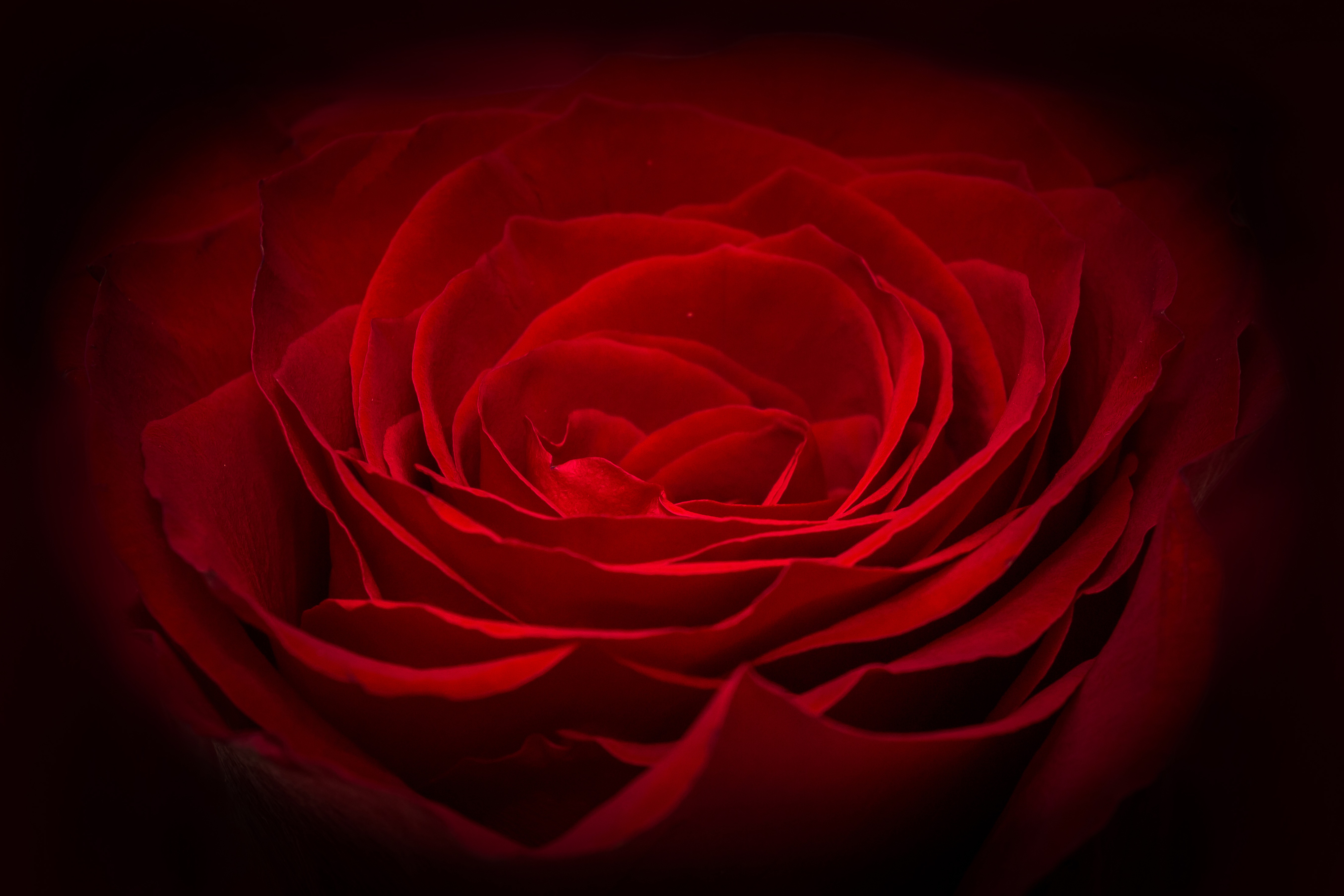 close up of red rose dark edges of image rich dark red